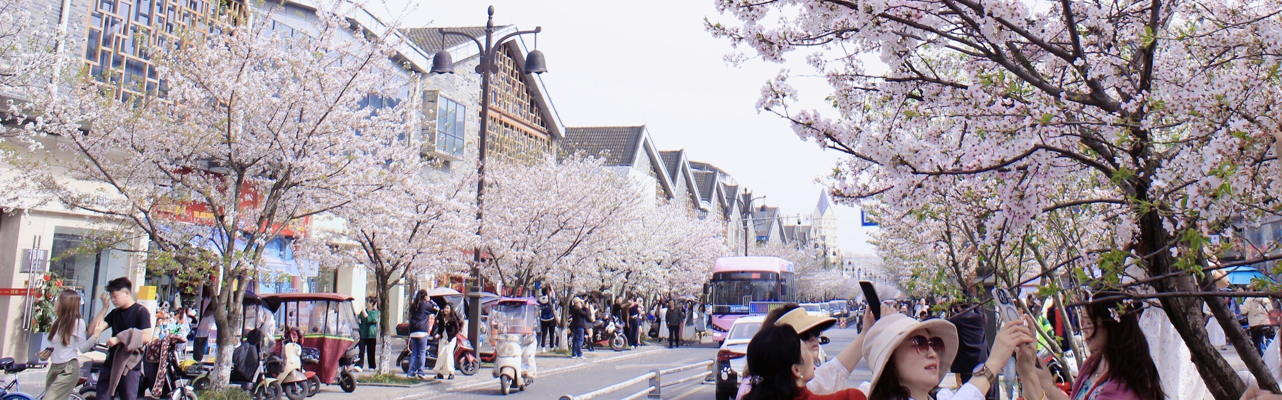 Chengdu Weather in March 2026: Cherry Blossom Time