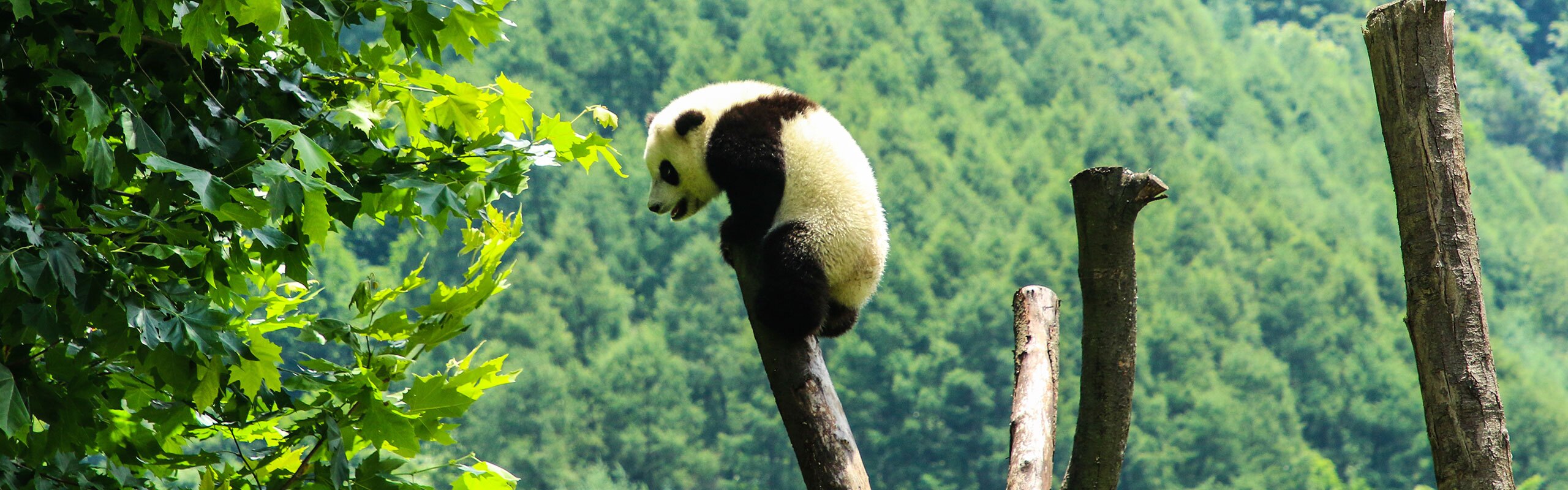 1-Day Wolong Panda Volunteer Program Tour