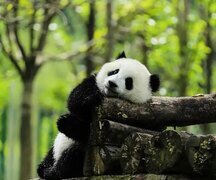 2-Week China Essence and Panda Tour