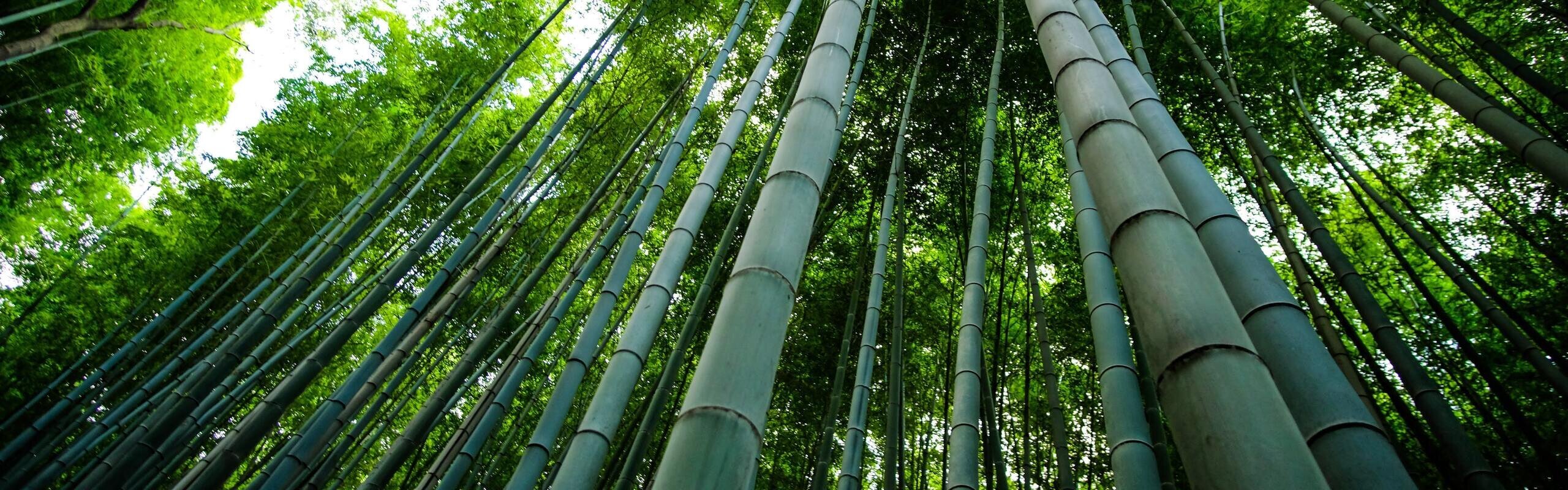 Anji Bamboo Forest Travel Guide