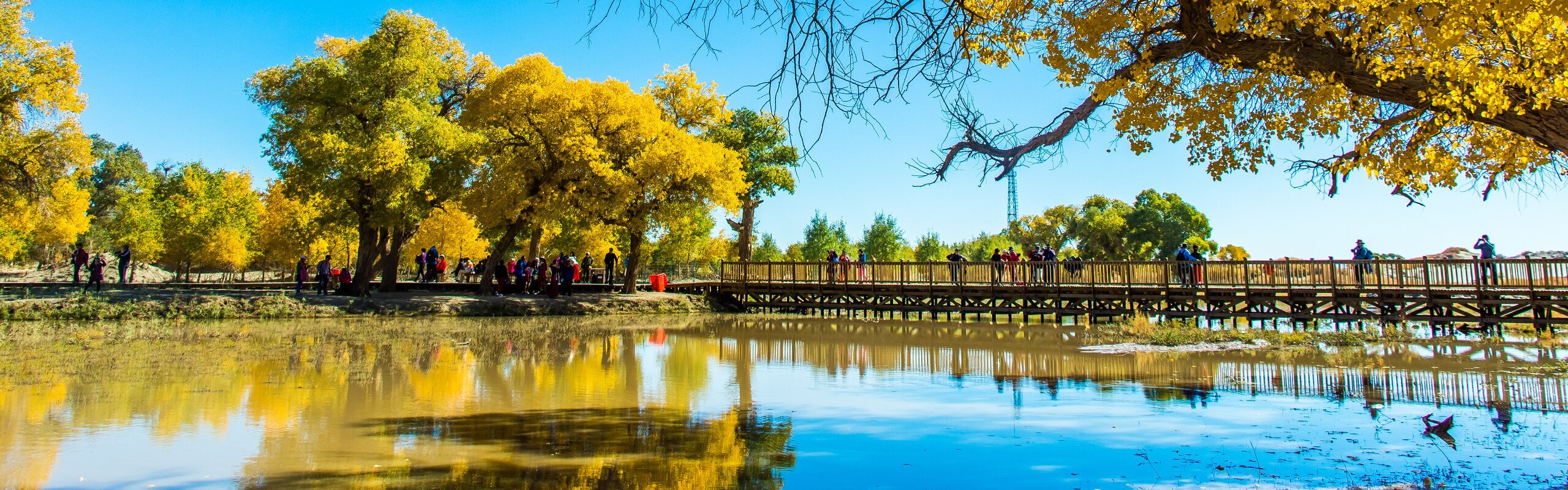 Ejina Desert Poplar Forest, Inner Mongolia