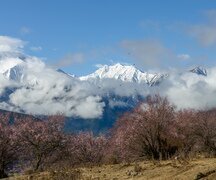 Immerse Yourself in Tibet's Peach Blossoms (Apr.)