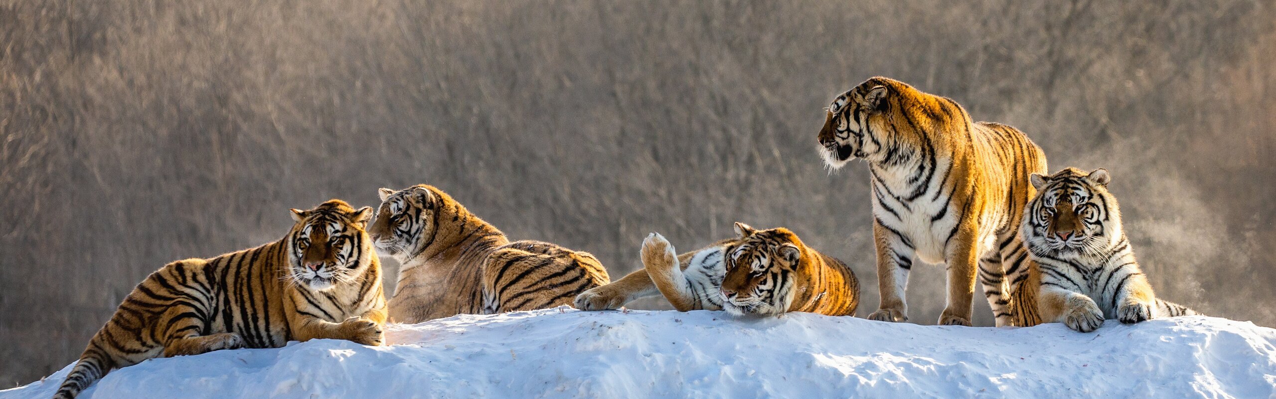 4-Day Harbin & Hengdaohezi Town Kid-Friendly Tour